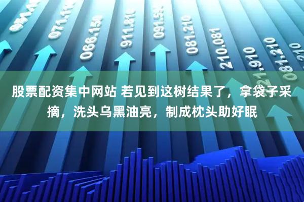 股票配资集中网站 若见到这树结果了，拿袋子采摘，洗头乌黑油亮，制成枕头助好眠